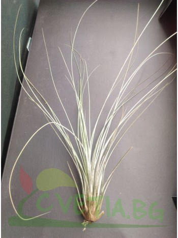 Тиландсия Tillandsia Juncea- PR3576 Тиландсия Tillandsia Juncea- PR3576